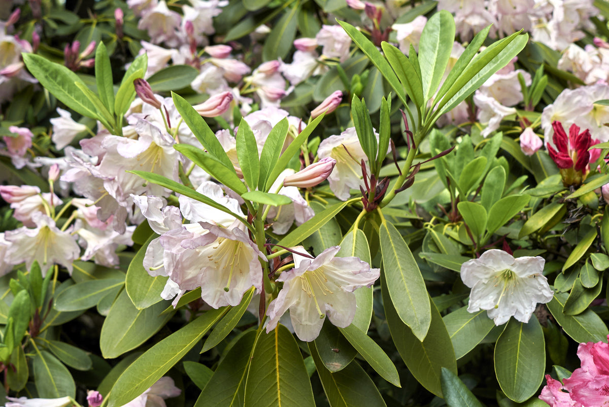 50 semillas de rododendro Fortunei, arbusto rosa, malva y blanco.