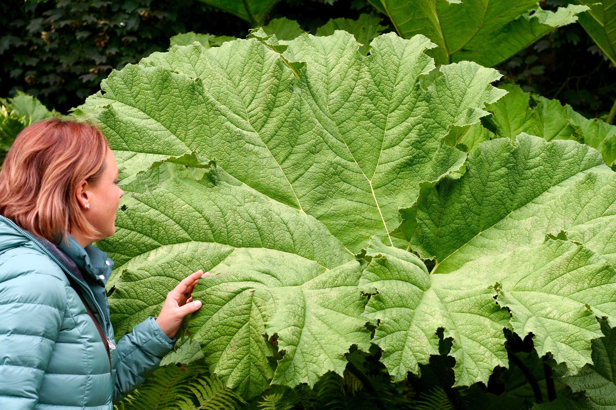 10 GUNNERA MANICATA, ¡semillas de ruibarbo gigante, planta dinosaurio, flores rojas de sombra húmeda!
