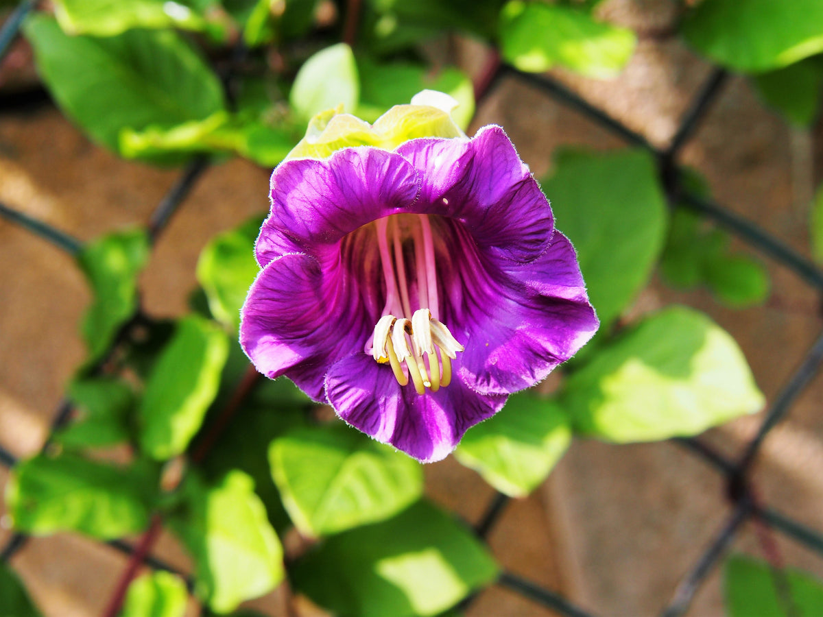 5 CUP & SAUCER VINE Cathedral Bells Cobaea Scandens Climber Purple Hummingbird Flower Seeds