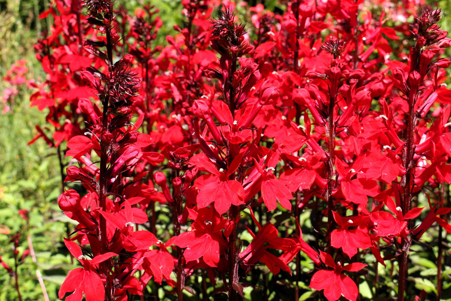 300 semillas de flor de lobelia cardenal