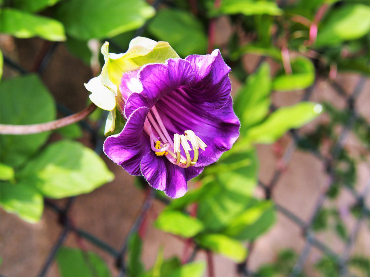 5 CUP & SAUCER VINE Cathedral Bells Cobaea Scandens Climber Purple Hummingbird Flower Seeds