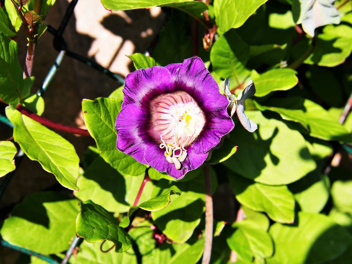 5 CUP & SAUCER VINE Cathedral Bells Cobaea Scandens Climber Purple Hummingbird Flower Seeds