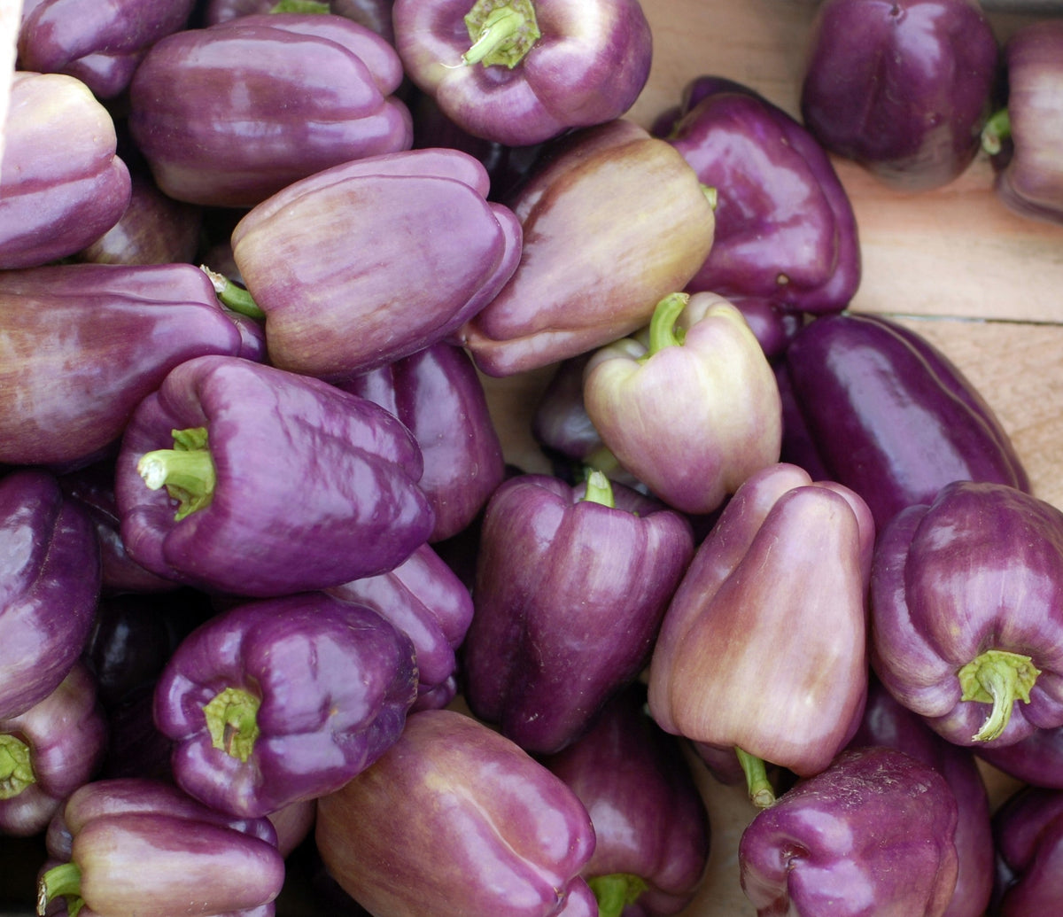 100 semillas de pimiento morrón lila Capsicum annuum, morada dulce y suave