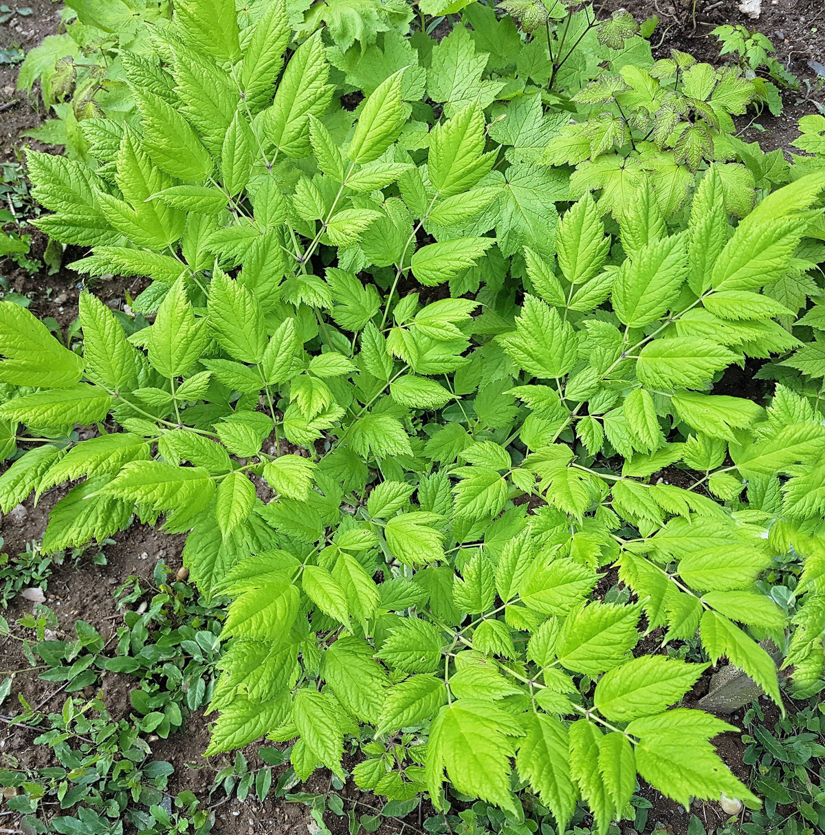 50 NEGRO COHOSH Bugbane Actaea Racemosa Cimicifuga Bugbane Snakeroot Nativo Blanco Sombra Flor Hierba Semillas