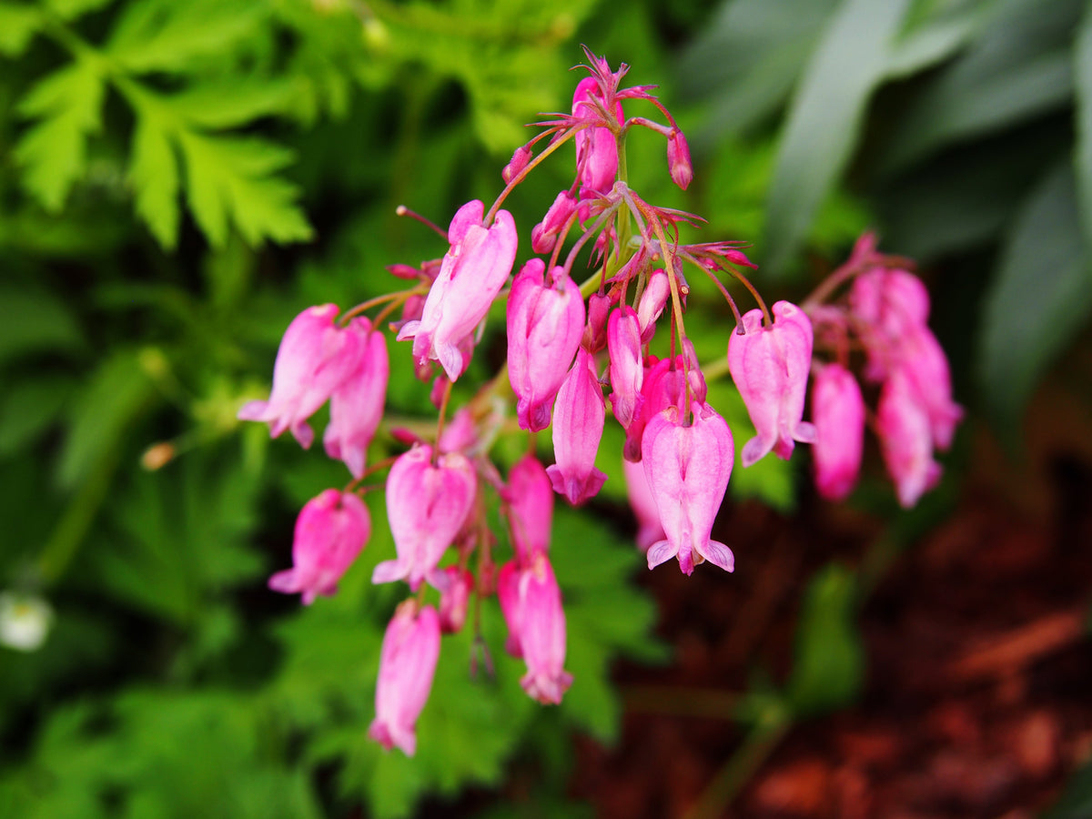 10 semillas de flores de hoja de helecho con flecos rosados ​​BLEEDING HEART Dicentra Eximia Fernleaf para sol o sombra