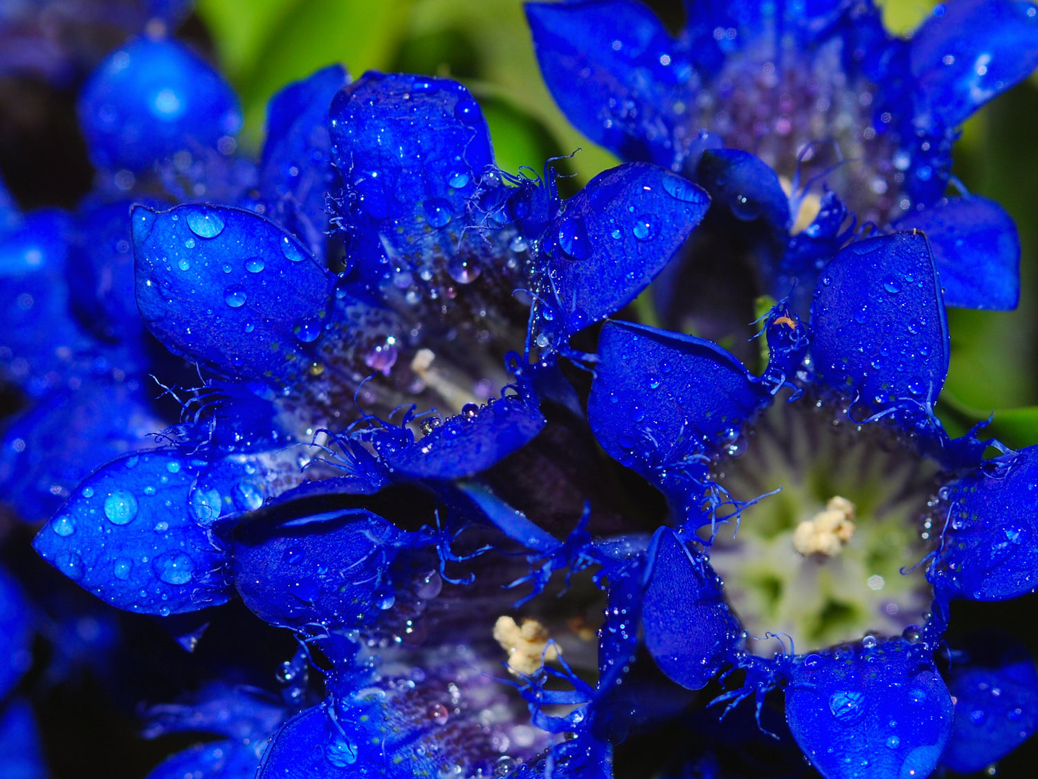 30 semillas de hierba de flor siberiana Gentiana Dahurica de NIKITA azul oscuro