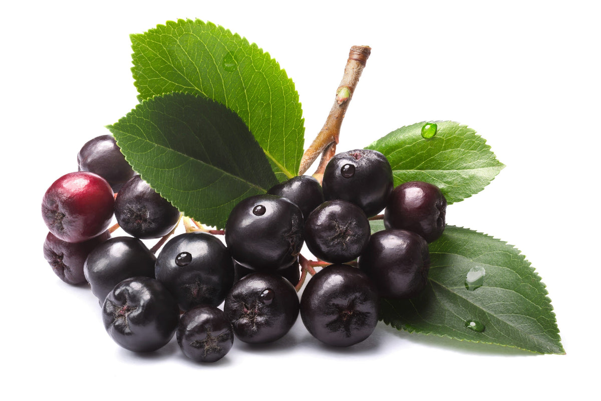50 semillas de aronia negra (Aronia melanocarpa), arbusto de flores blancas y frutos.