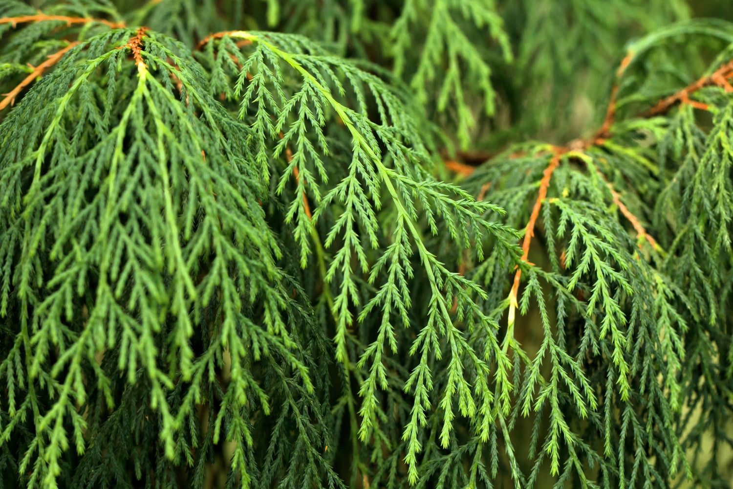 30 semillas de ciprés llorón de Cachemira (Cupressus cashmeriana)