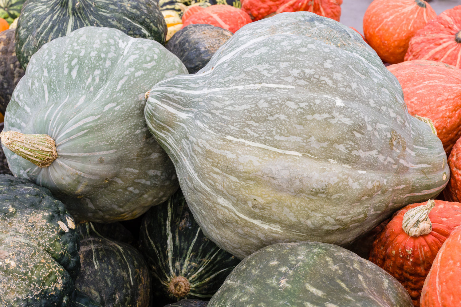 30 Calabaza Hubbard Azul Ranúnculo de Nueva Inglaterra Cucurbita Pepo Semillas de Hortalizas