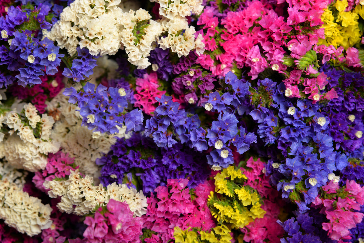 50 Pacific Mix STATICE SINUATA Mixed Colors (Sea Lavender) Limonium Latifolia Flower Seeds