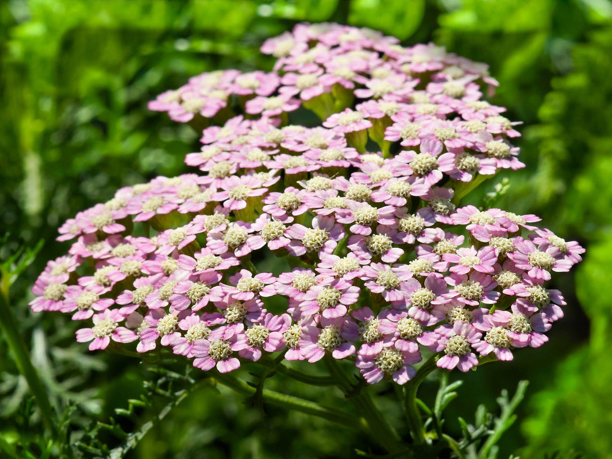 50 LOVE PARADE YEARROW Achillea Sibirica ssp. Camtschatica, también conocida como Kamchatka y Siberian Yarrow, semillas de flores de color rosa pálido