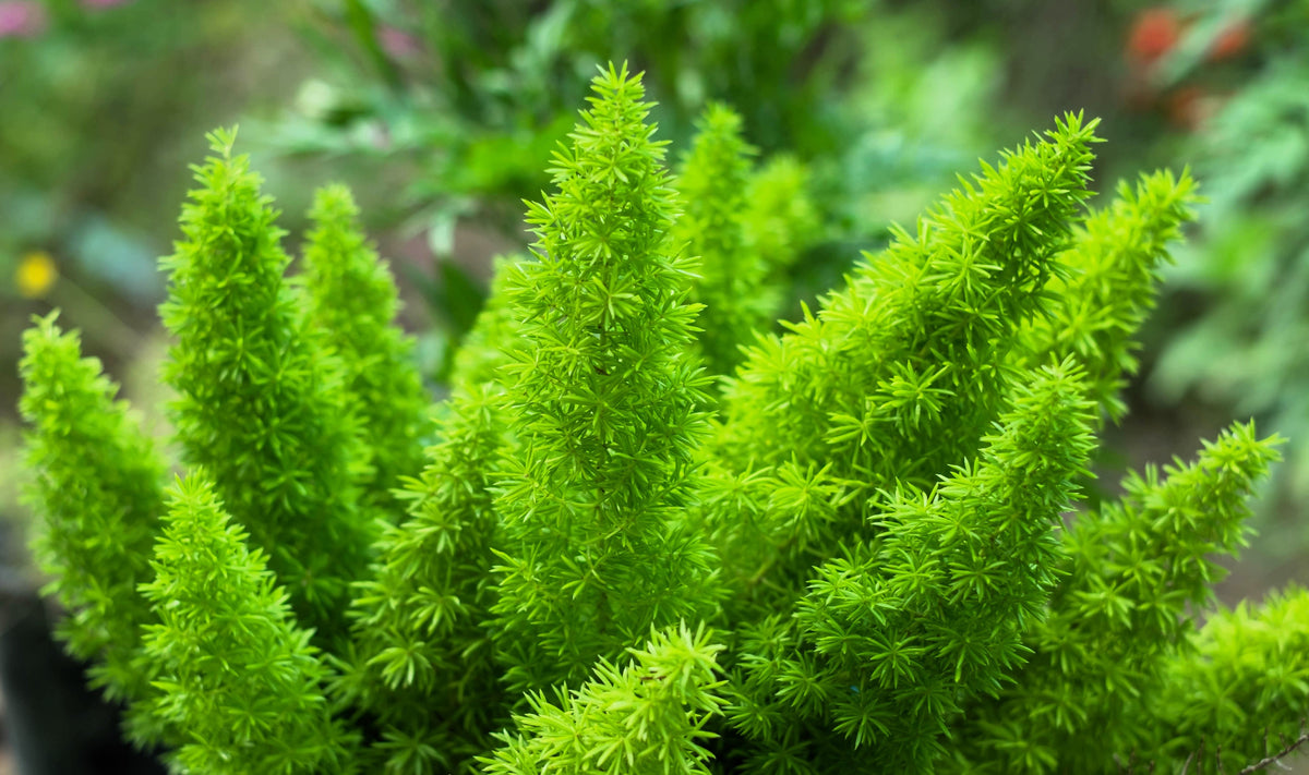 10 semillas de helecho espárrago esmeralda (A. Densiflorus Mazeppa), planta de interior