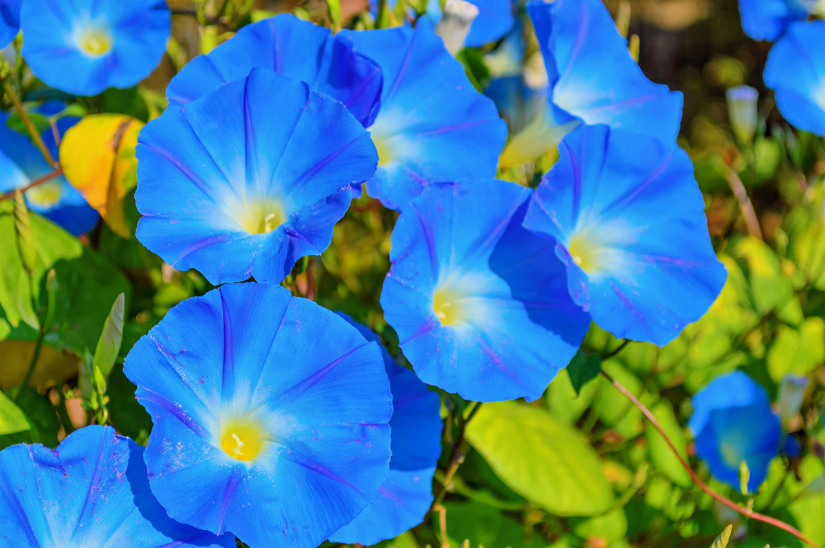 50 semillas de flores de vid Ipomoea tricolor de gloria de la mañana azul celestial