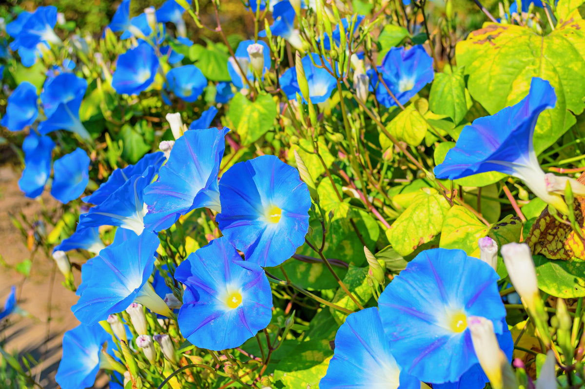 50 semillas de flores de vid Ipomoea tricolor de gloria de la mañana azul celestial