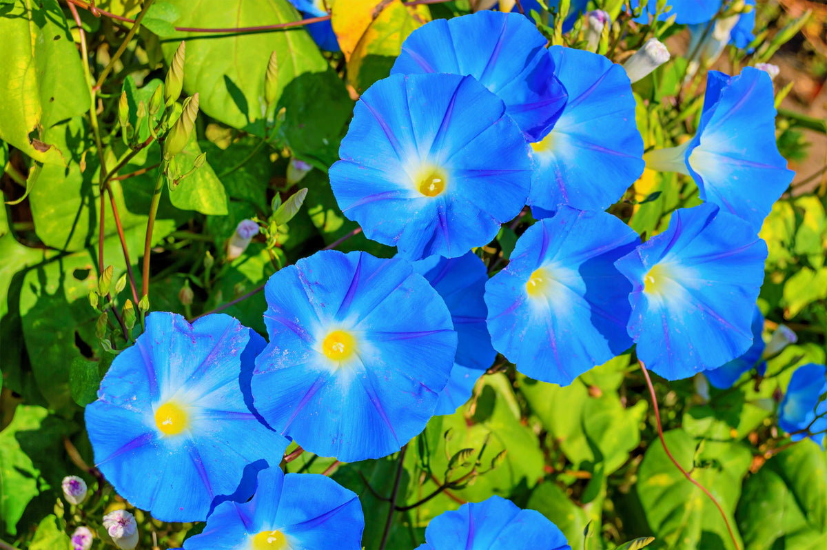50 semillas de flores de vid Ipomoea tricolor de gloria de la mañana azul celestial
