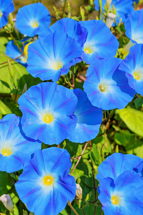 50 semillas de flores de vid Ipomoea tricolor de gloria de la mañana azul celestial