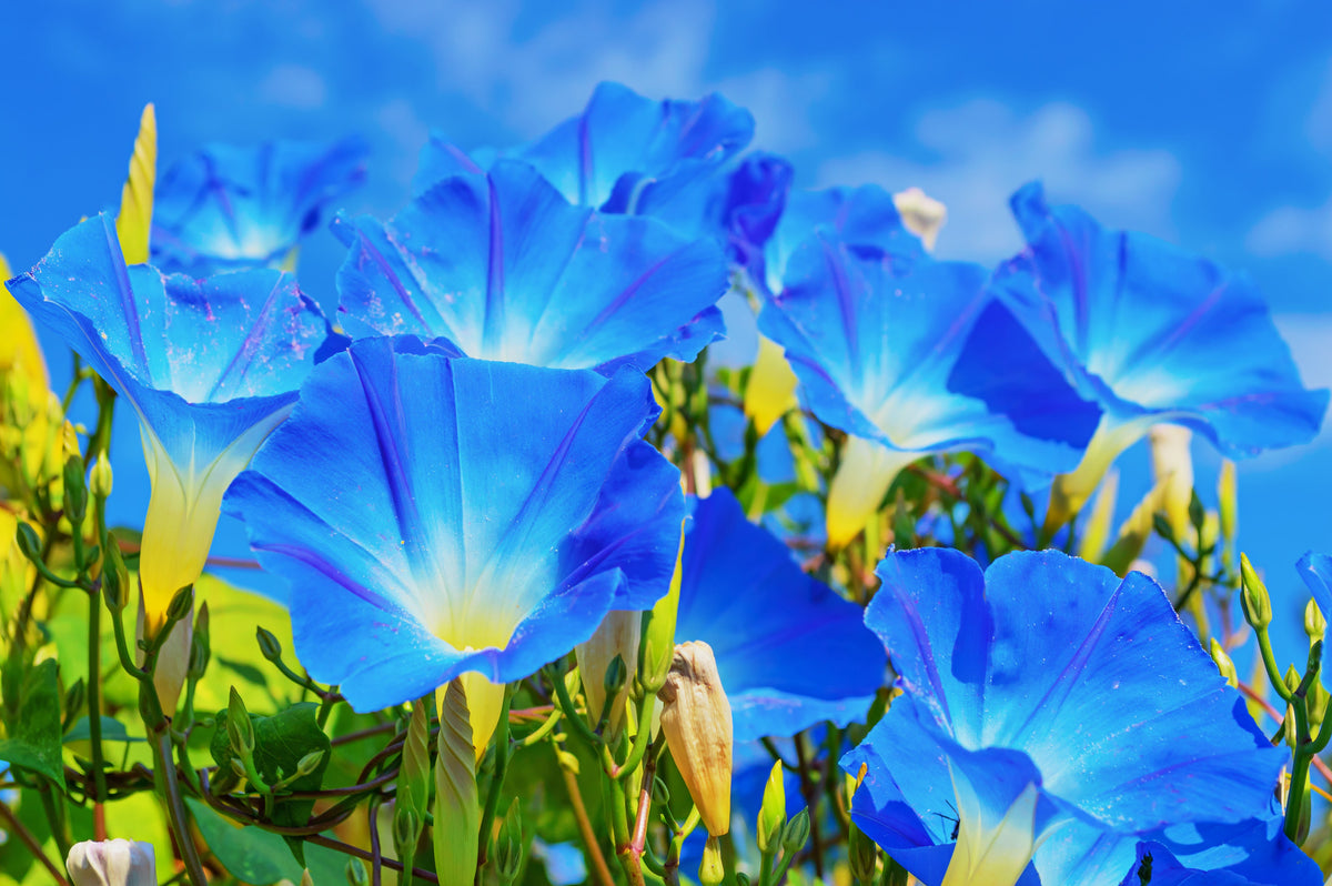 50 semillas de flores de vid Ipomoea tricolor de gloria de la mañana azul celestial