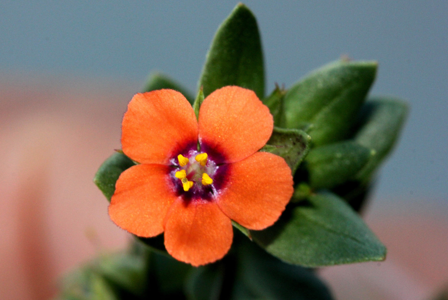 100 semillas de flores de Anagallis arvensis (pimpinela escarlata)
