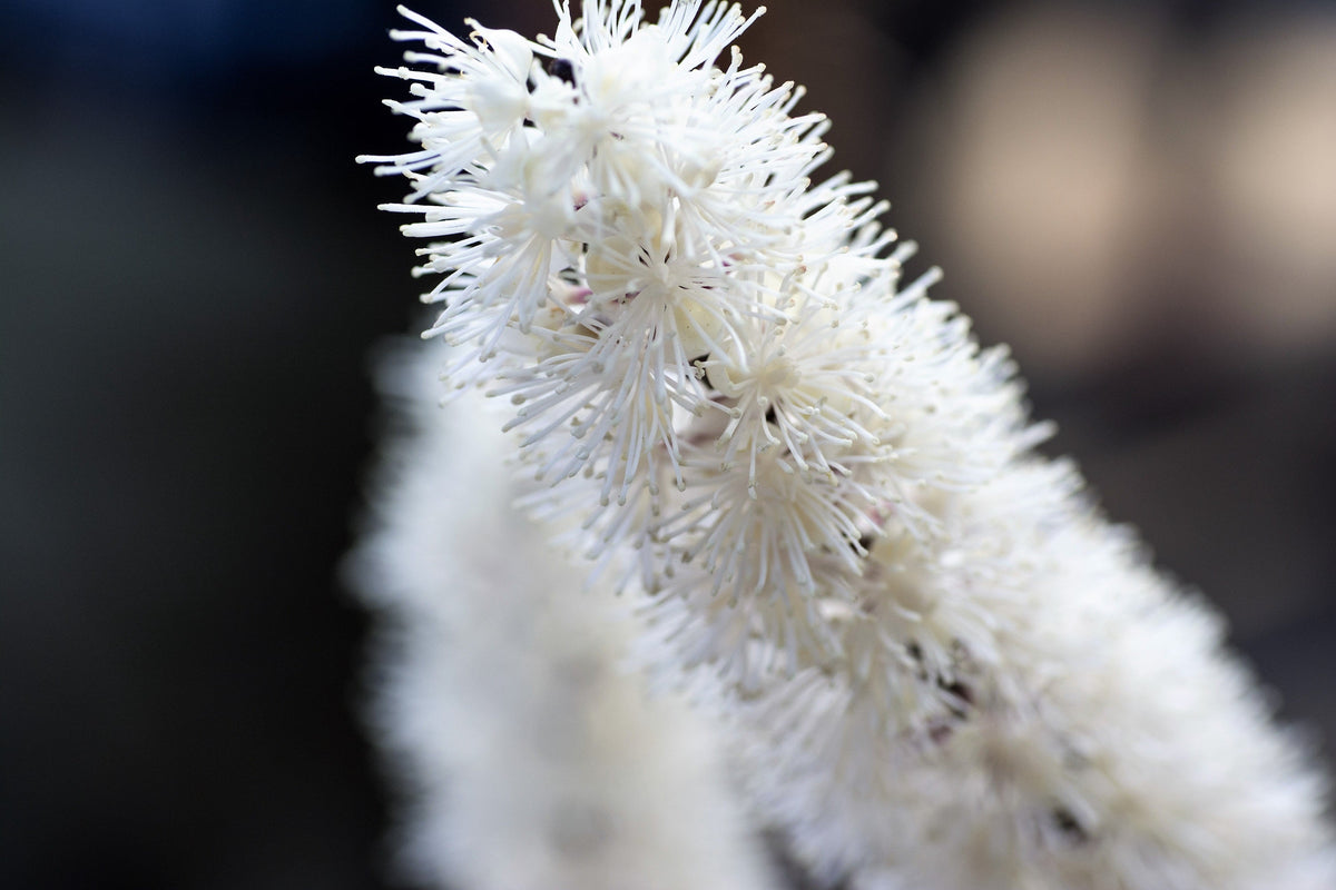 50 NEGRO COHOSH Bugbane Actaea Racemosa Cimicifuga Bugbane Snakeroot Nativo Blanco Sombra Flor Hierba Semillas