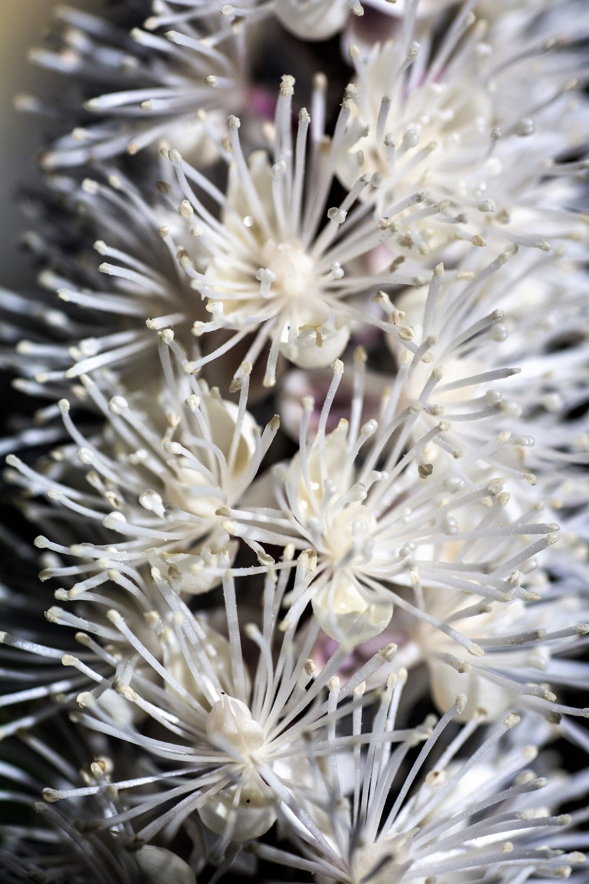 50 NEGRO COHOSH Bugbane Actaea Racemosa Cimicifuga Bugbane Snakeroot Nativo Blanco Sombra Flor Hierba Semillas