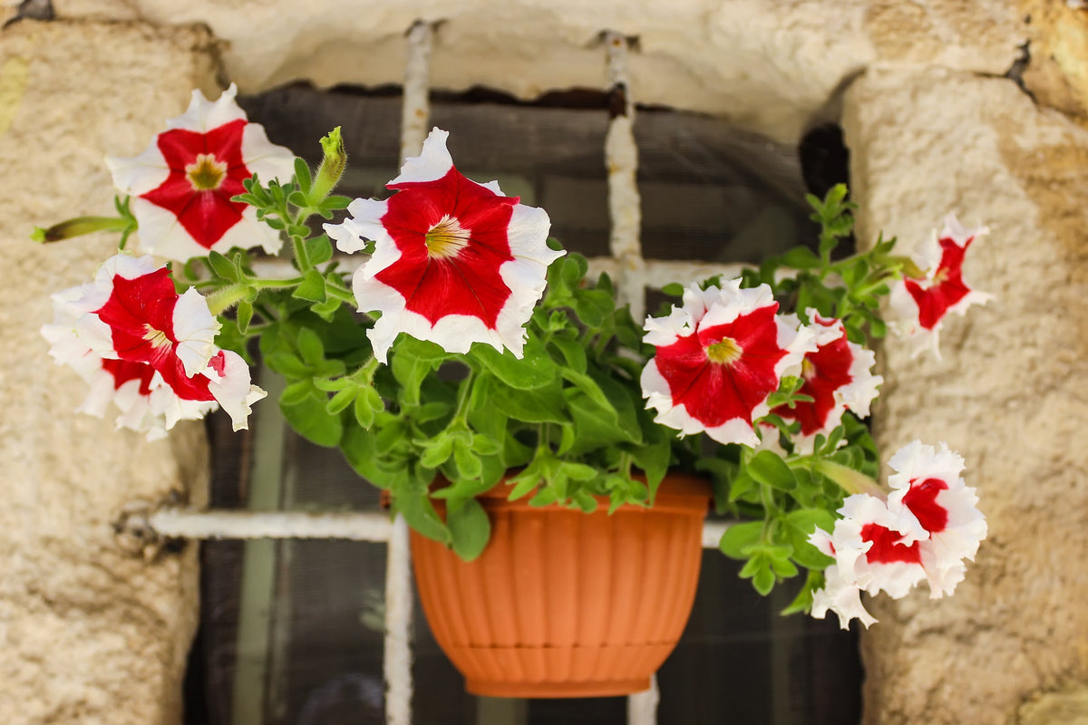 50 semillas de petunia multiflora de colores mixtos PICOTEE MIX, bicolor, blanco, azul, morado, rosa y rojo