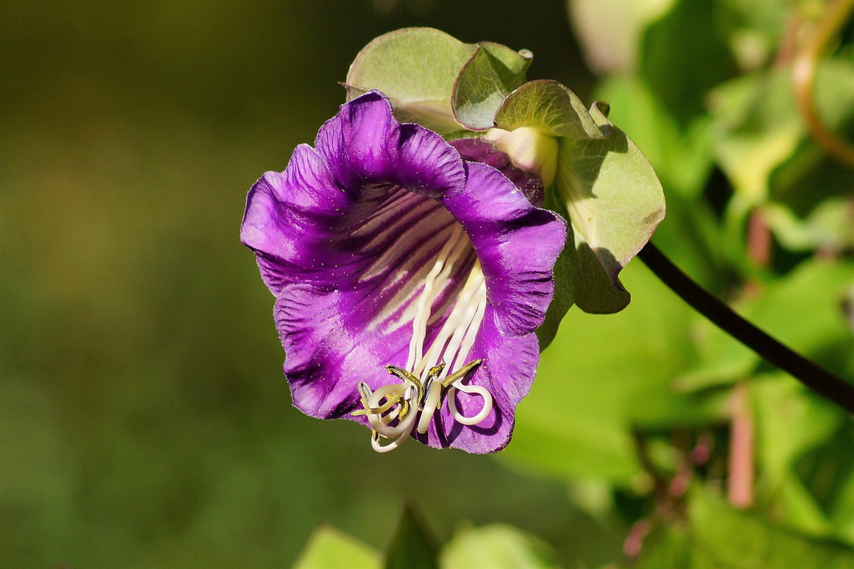 5 CUP & SAUCER VINE Cathedral Bells Cobaea Scandens Climber Purple Hummingbird Flower Seeds