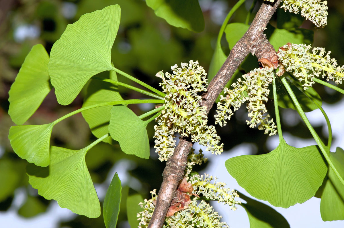 10 semillas de GINKGO BILOBA, árbol de culantrillo, amarillo, naranja otoñal, "fruta"