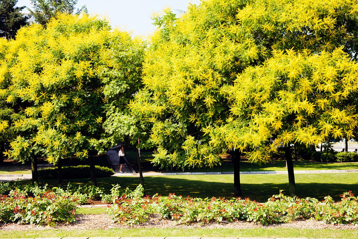 10 semillas de flores amarillas del árbol de la lluvia dorada Koelreuteria paniculata
