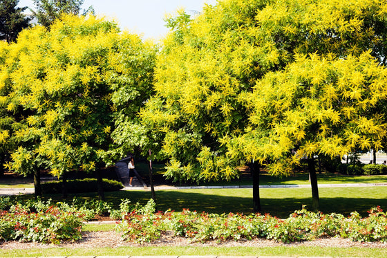 10 semillas de flores amarillas del árbol de la lluvia dorada Koelreuteria paniculata