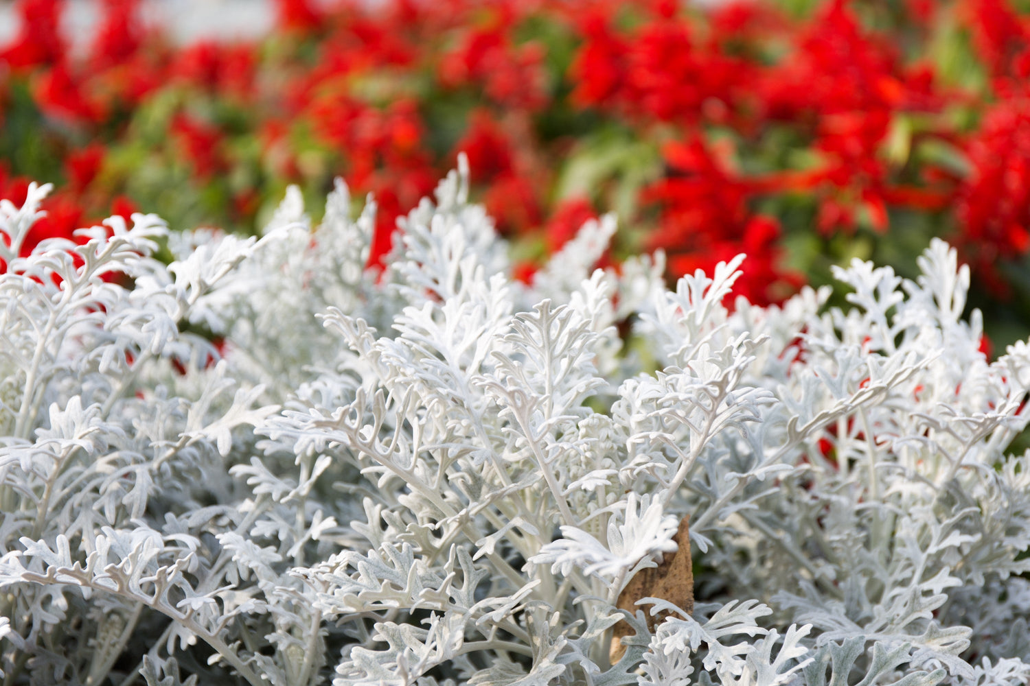 300 SILVERDUST DUSTY MILLER Semillas de flores de Cineraria Maritima Jacobaea Senecio