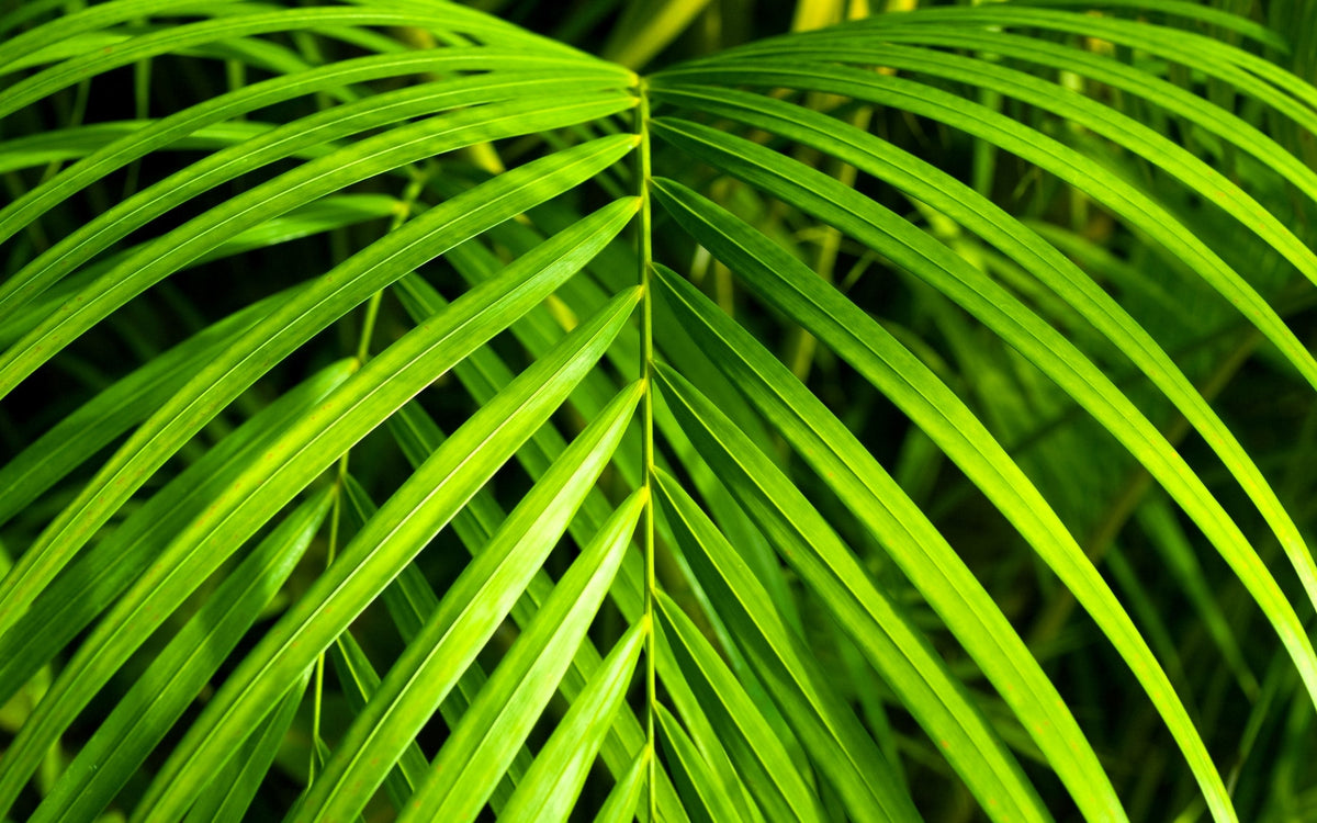 15 semillas de palmera de salón Neanthe Bella Palm Chamaedorea Elegans, planta de interior arbórea