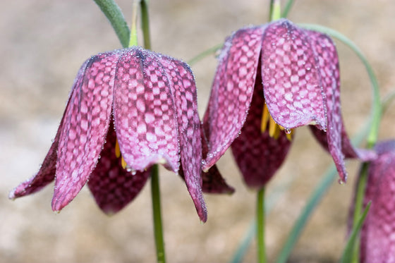 10 semillas de flores de Fritillaria Affinis Chocolate Mission Bells de CHECKER LILY