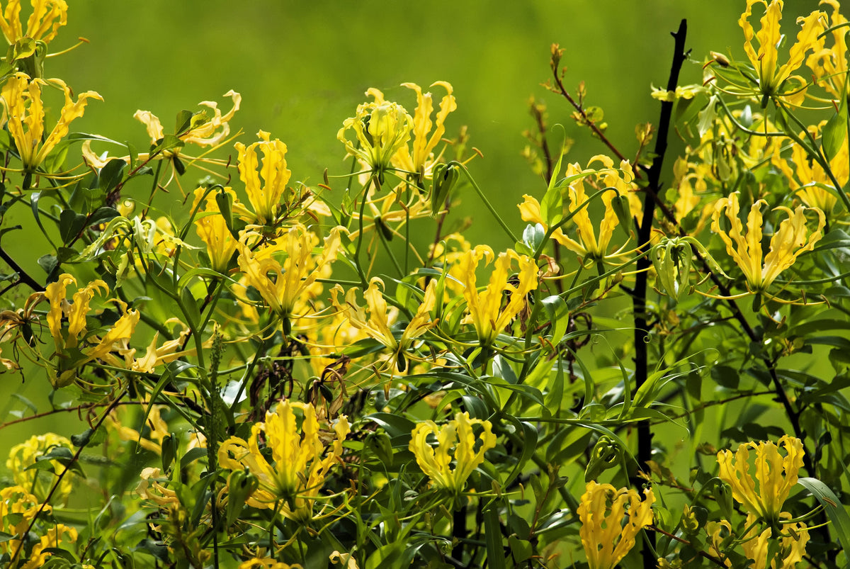 10 semillas de lirio glorioso amarillo, lirio de llama, gloriosa lutea, flor de vid