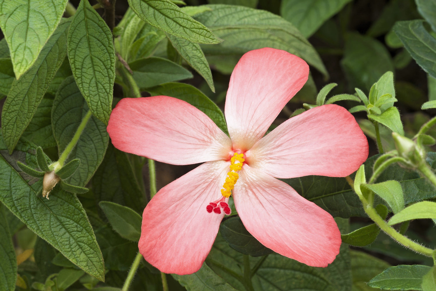 40 semillas de flores de ambreta / malva amizclera Hibiscus Abelmoschus Moschatus