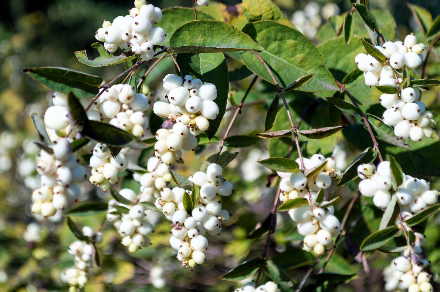 25 BAYAS DE NIEVE COMUNES - BLANCAS Bayas Flores Rosadas Semillas de Arbusto Symphoricarpos Alba