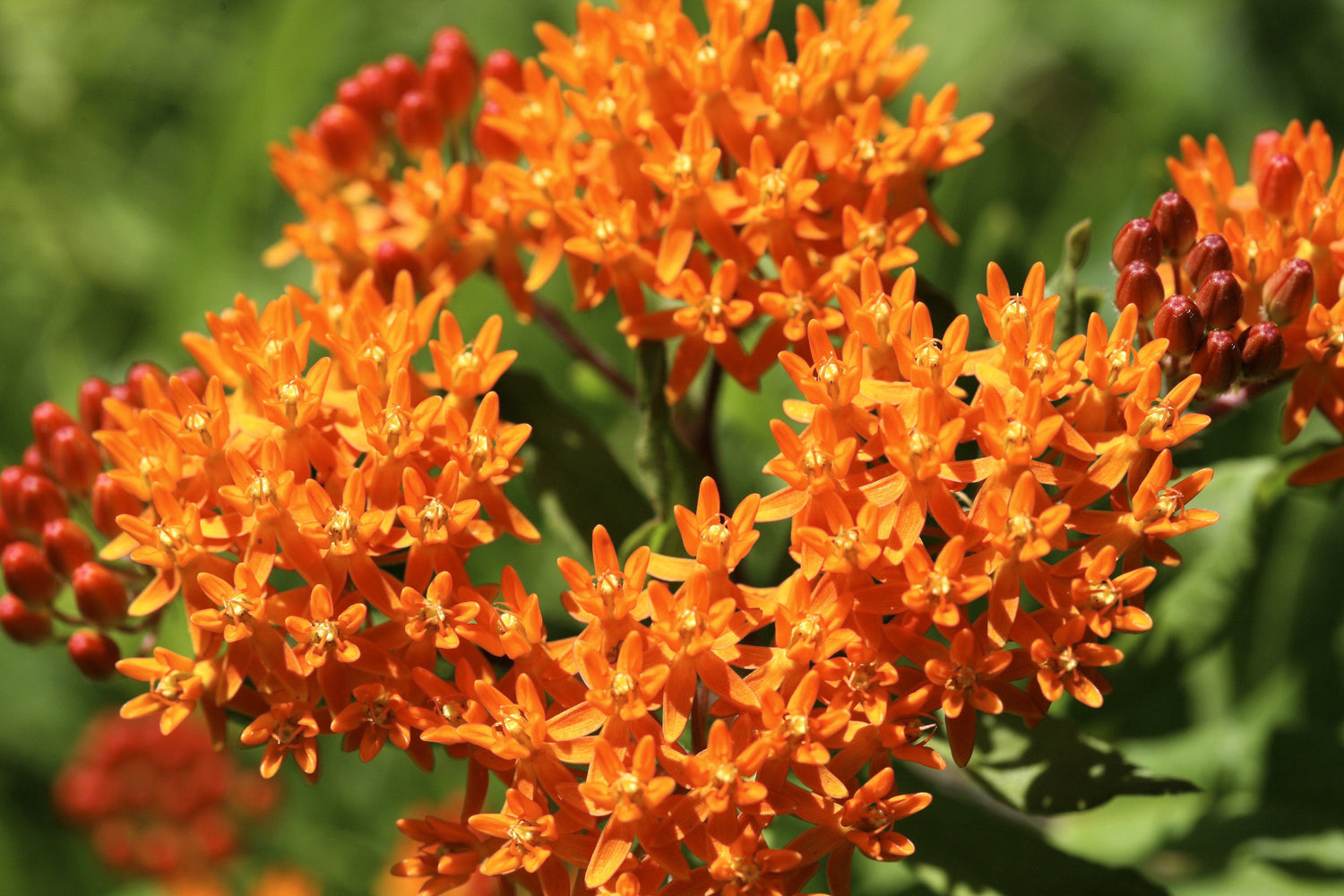 30 semillas de flores de Asclepias tuberosa (asclepias tuberosa)