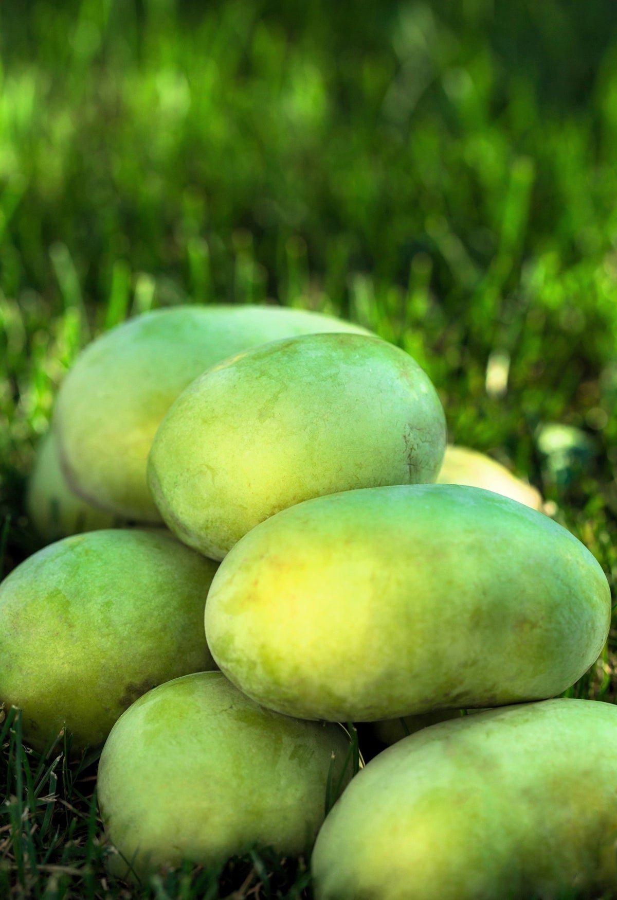 5 semillas de flores de Asimina Triloba, árbol frutal de papaya, plátano indio