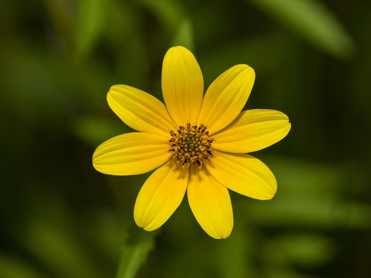 200 semillas de flores de caléndula amarilla de pantano Bidens Aristosa Mutica