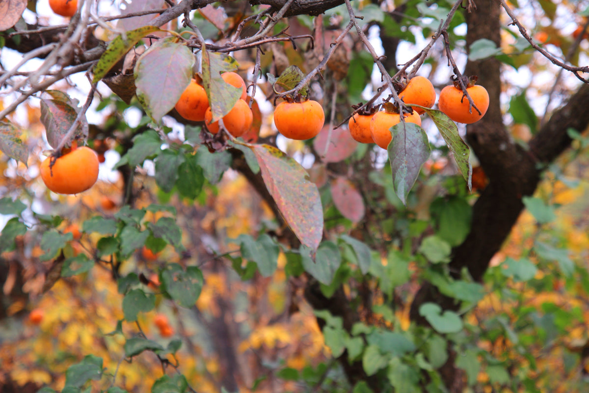 5 semillas de Diospyros Virginiana, árbol de caqui americano