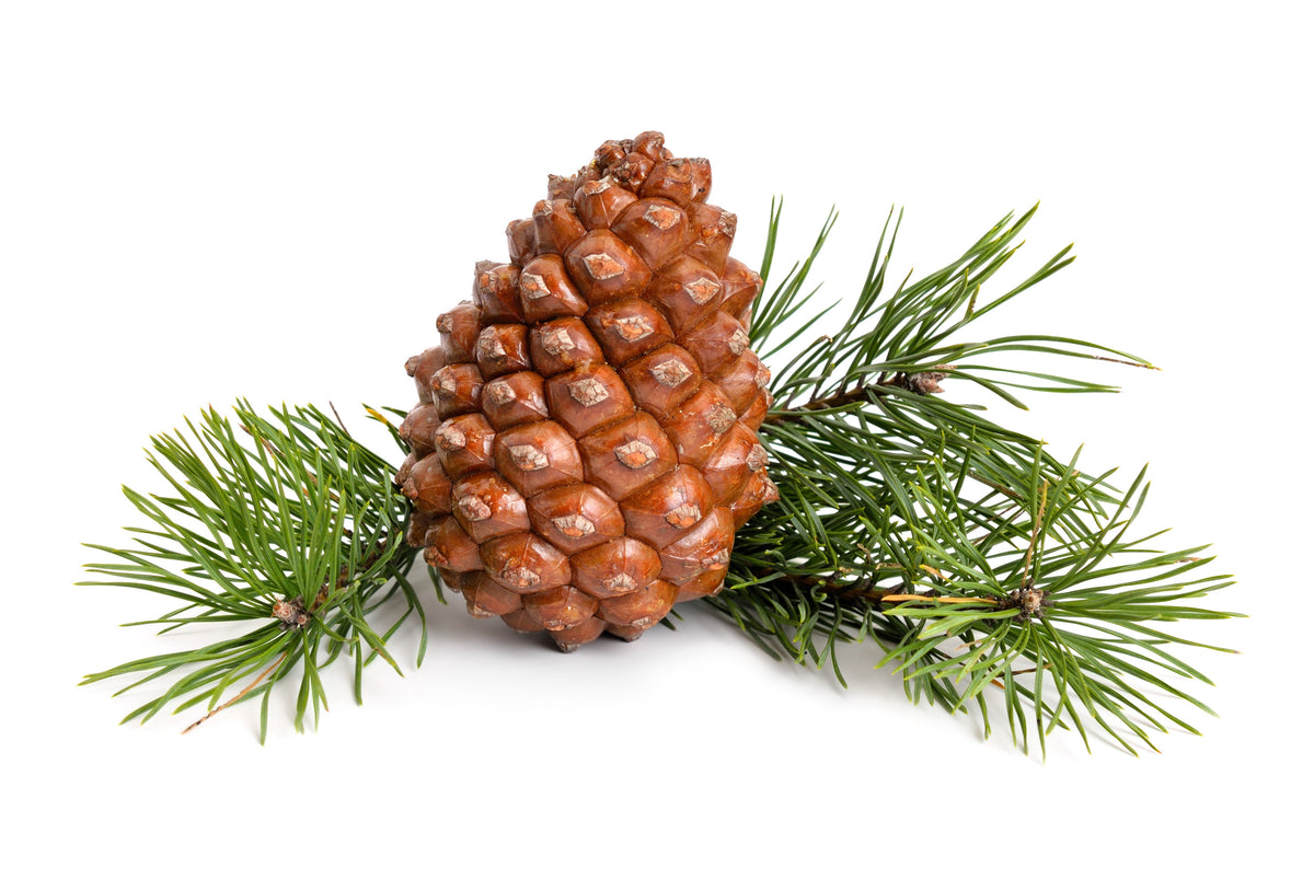 5 semillas de pino piñonero italiano (Pinus pinea)