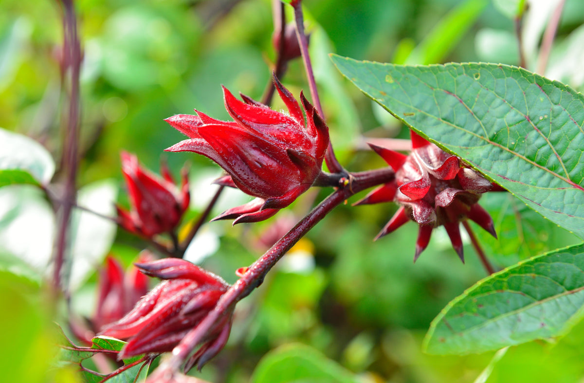 50 semillas de flores blancas y rojas de ROSELLE HIBISCUS Sabdariffa Rosella Fruit