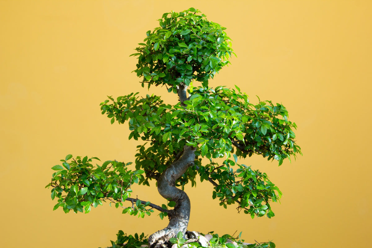 50 semillas de olmo chino (Ulmus parvifolia)
