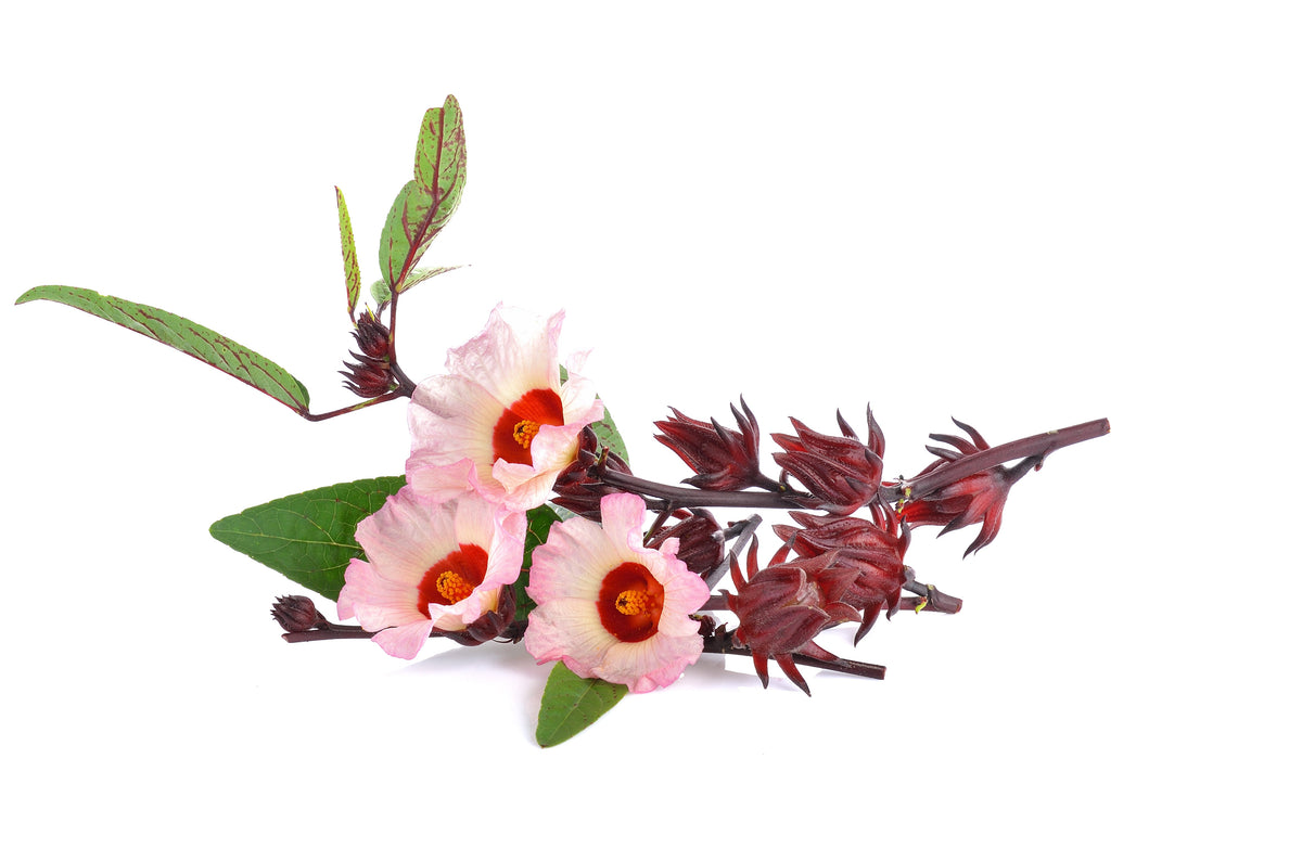50 semillas de flores blancas y rojas de ROSELLE HIBISCUS Sabdariffa Rosella Fruit