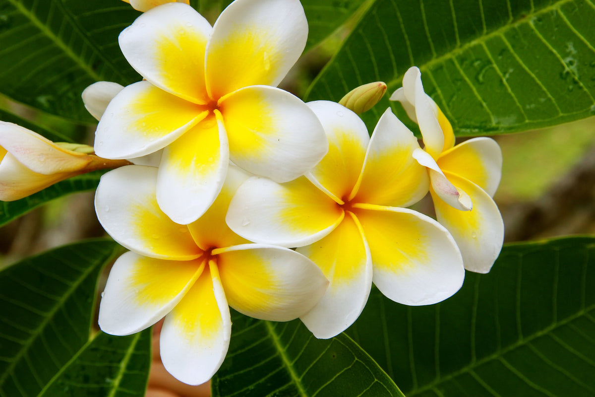 10 semillas de plumeria de colores variados - Lei Flower Frangipani Mix, arbusto fragante, árbol pequeño, rosa, rojo, amarillo, blanco, melocotón, dos tonos
