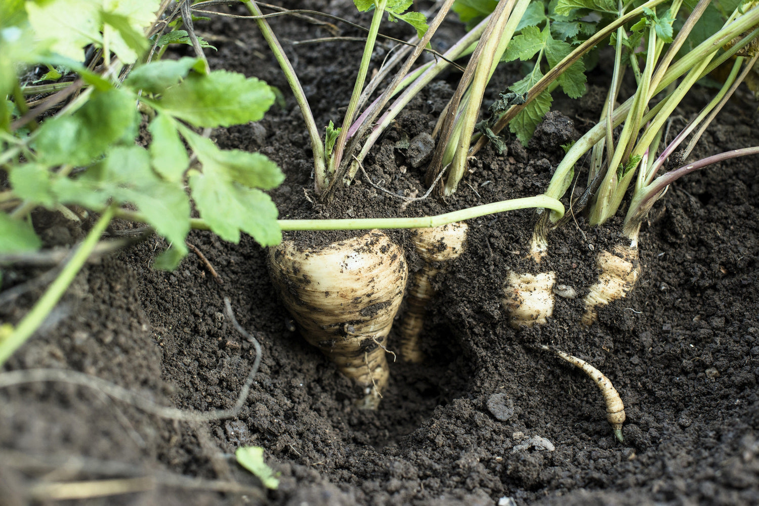 1000 ALL AMERICAN PARSNIP Pastinaca Sativa White Root Vegetable Seeds