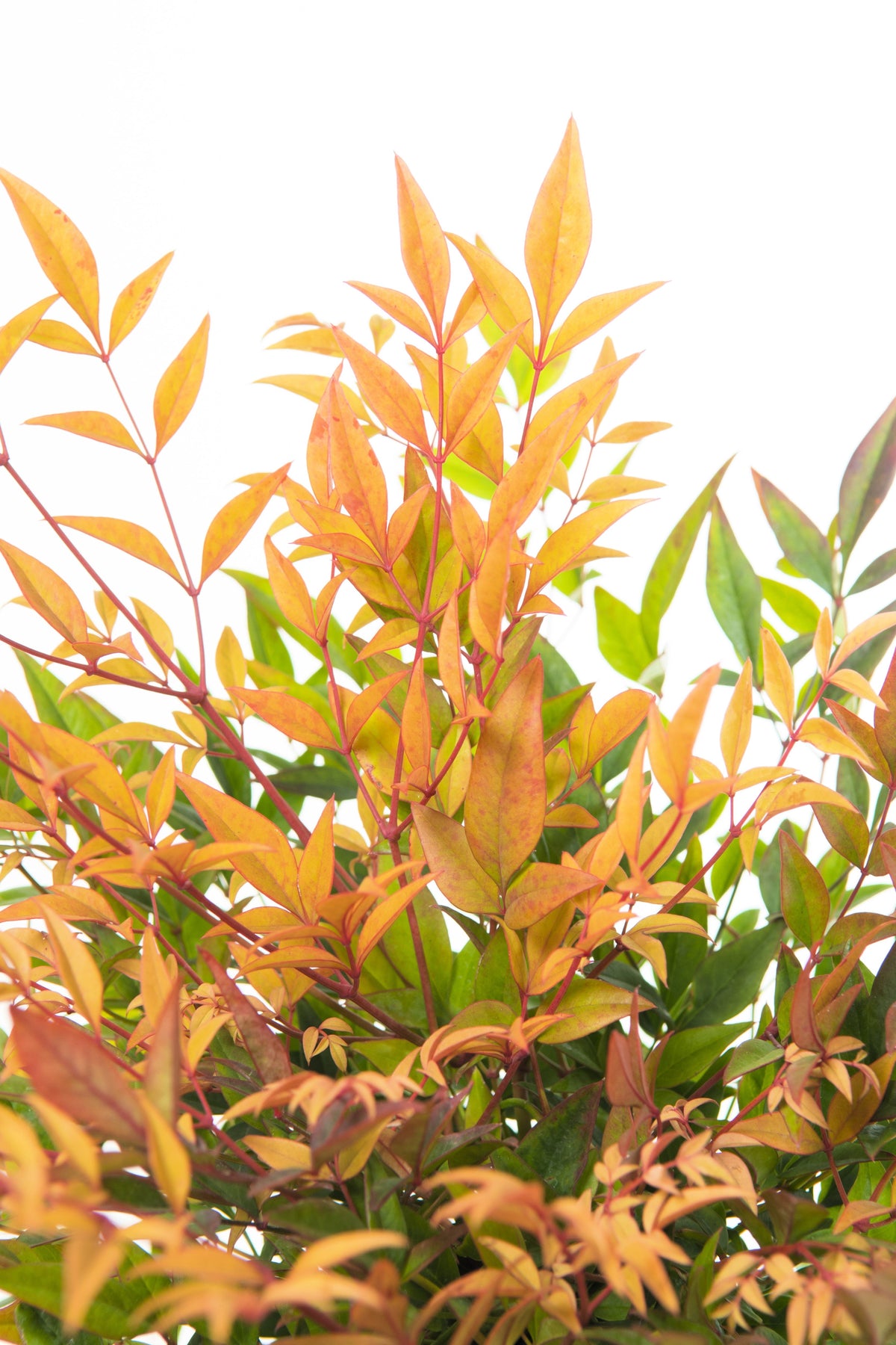 50 semillas de BAMBÚ CELESTIAL, Nandina Domestica Sagrada, arbusto de sombra rosa y rojo