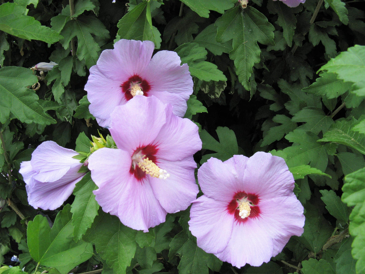 50 semillas de rosa de Siria (HIBISCO Syriacus), arbusto de flores, colores variados