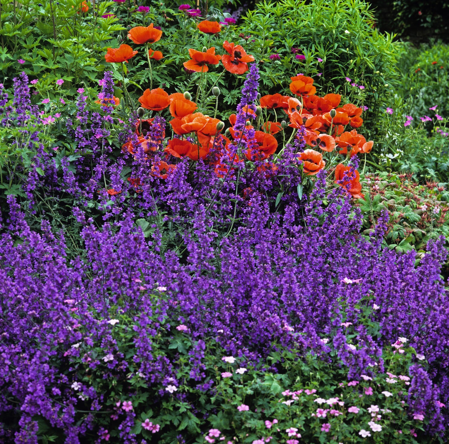50 semillas de flores de hierba gatera azul Nepeta Mussinii