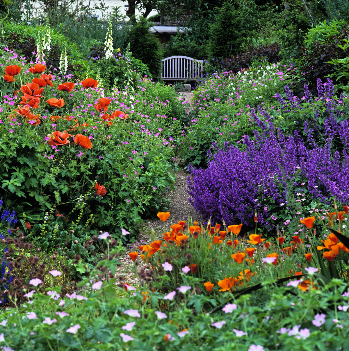 50 semillas de flores de hierba gatera azul Nepeta Mussinii
