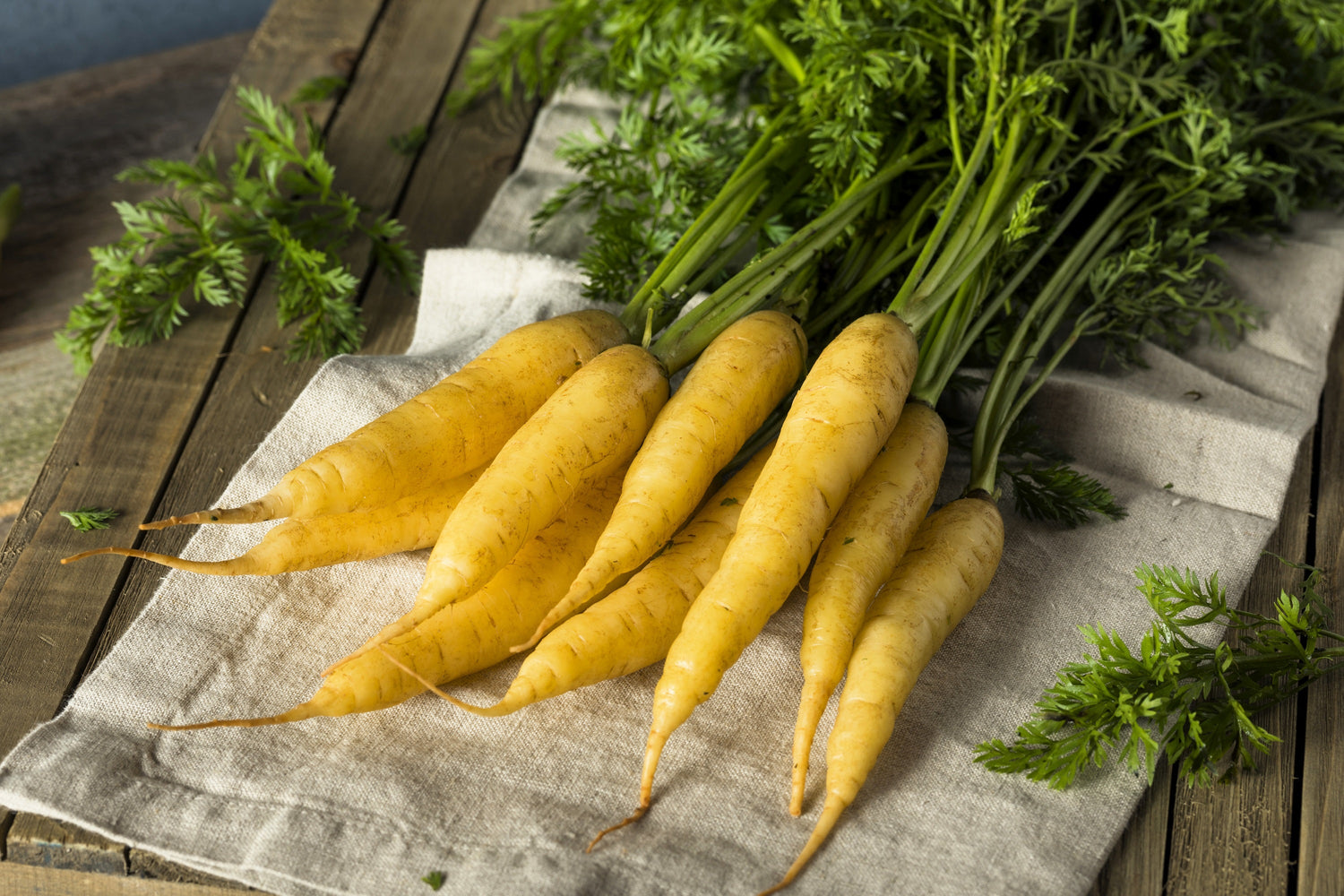 300 Semillas de Zanahoria Amarilla Solar Daucus Carota